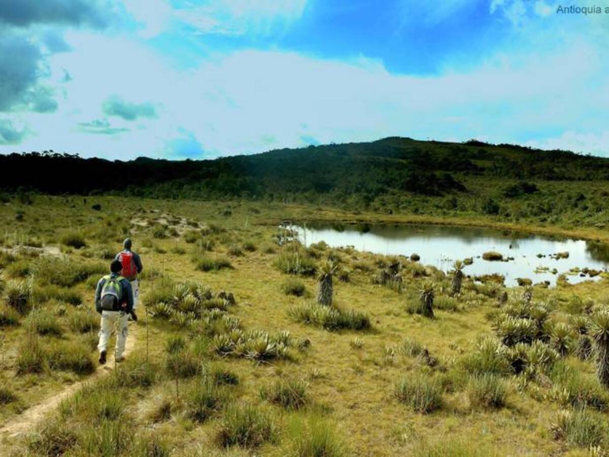 23 municipios de Antioquia tendrán guardabosques