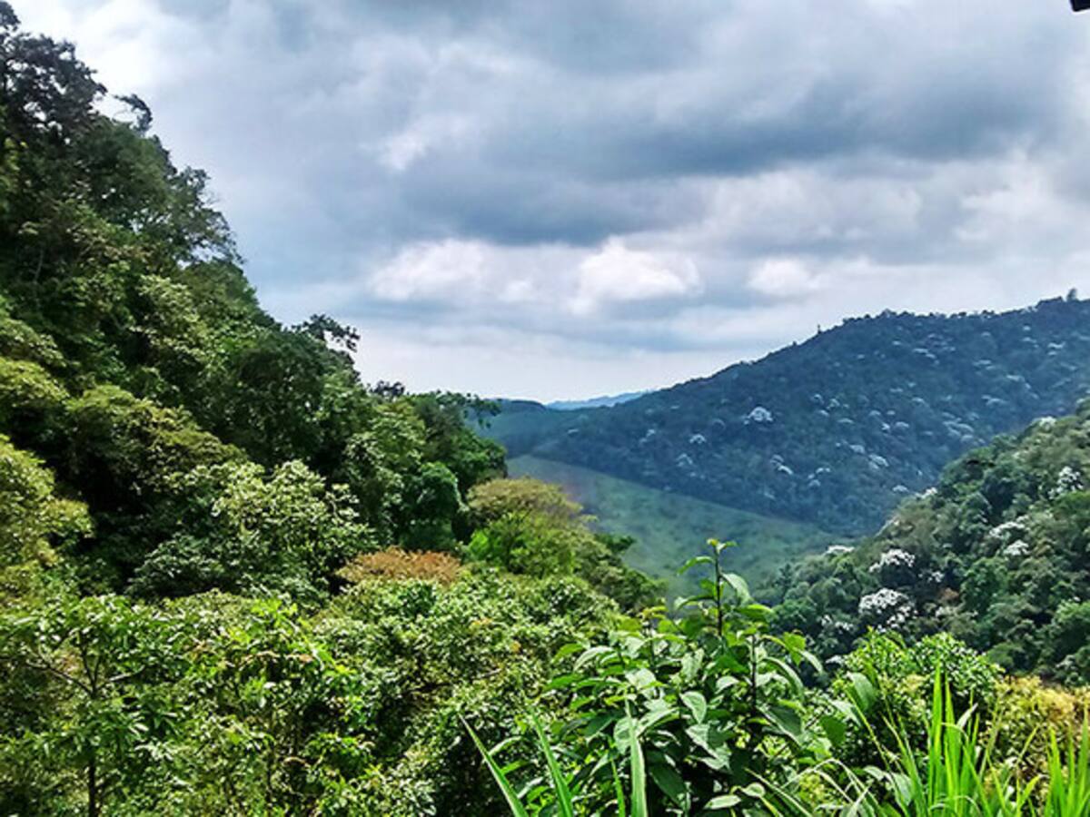 Agencia Nacional de tierras denuncia compra de terrenos entregados por la misma entidad