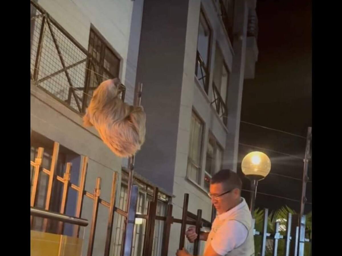 ¿Qué llamado hace CRQ frente a la presencia de animales silvestres en las zonas urbanas?