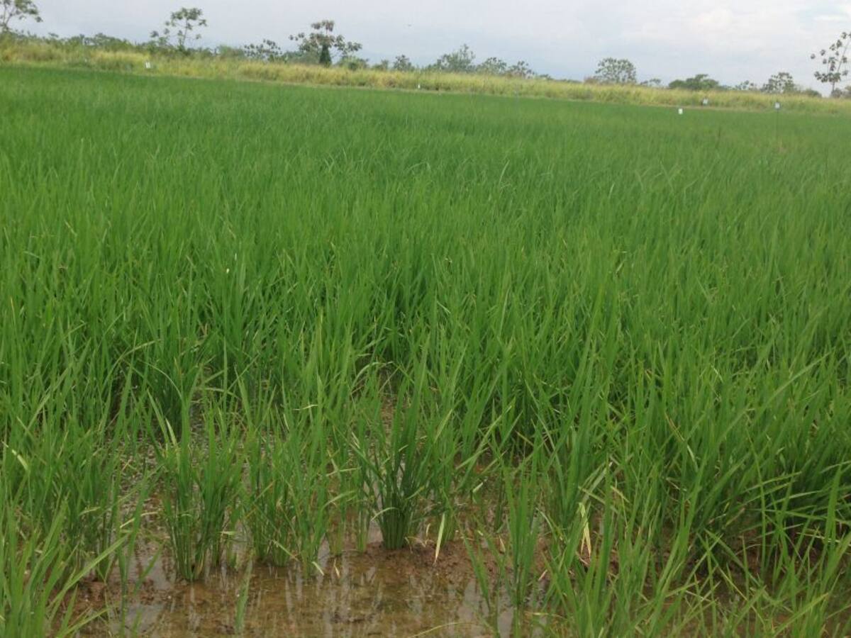 Alianzas que dan frutos en ciencia y tecnología para el campo colombiano