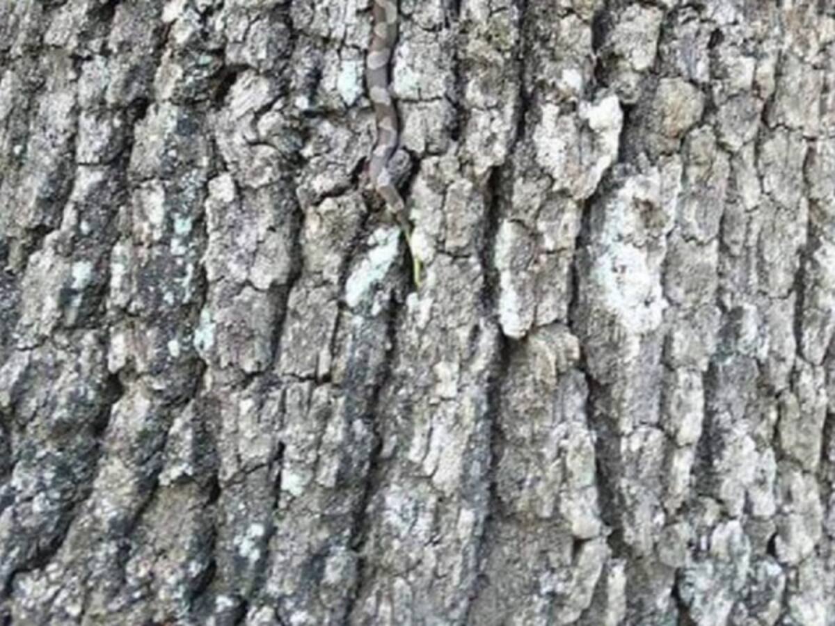 ¿Usted logra ver la serpiente en la imagen?