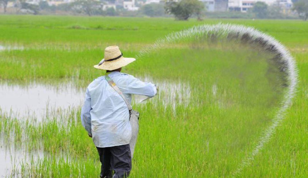 Invierno mantiene en crisis al sector arrocero de Cúcuta