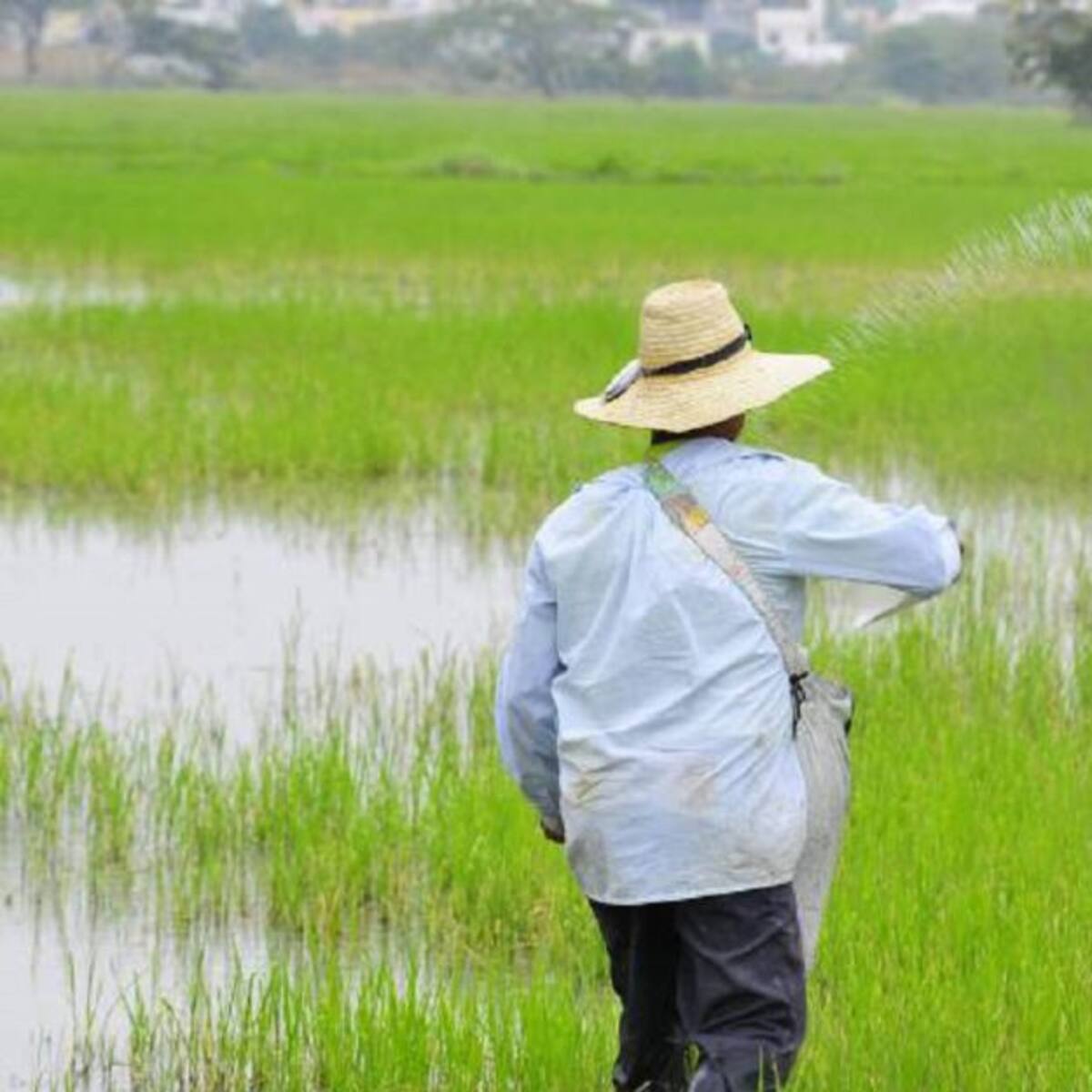 Invierno mantiene en crisis al sector arrocero de Cúcuta