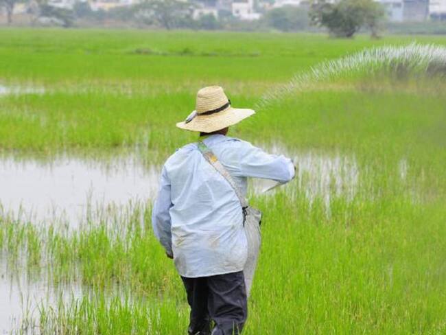 Invierno mantiene en crisis al sector arrocero de Cúcuta