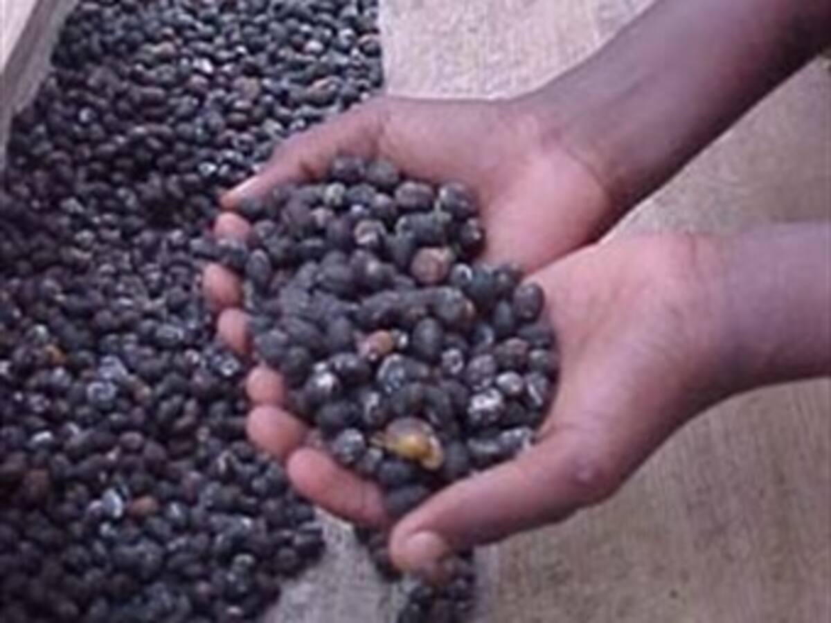 En un 20,24 por ciento cayeron las exportaciones del café colombiano