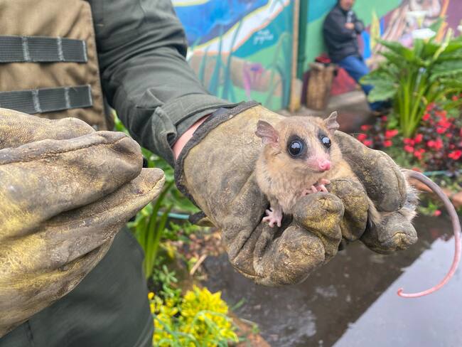 Policía recupera más de 1.500 especies de fauna silvestre en Semana Santa