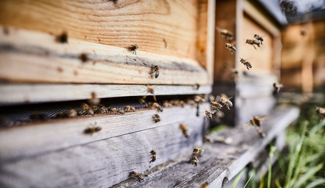 Abejas. Imagen de referencia