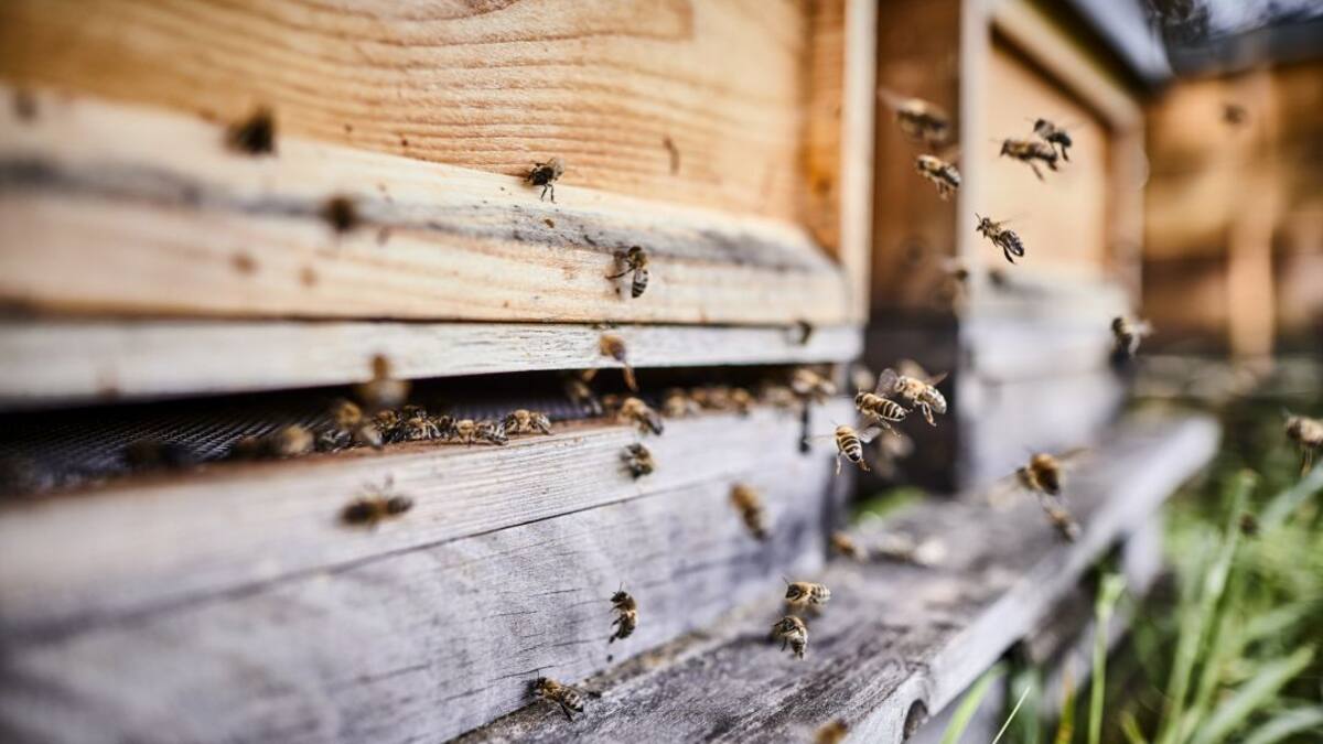América Latina en busca de una apicultura sustentable