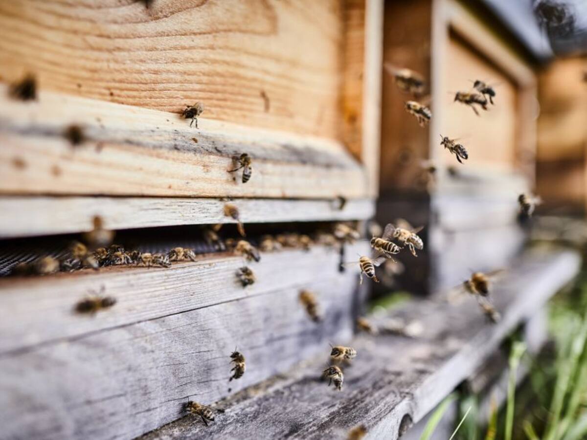 América Latina en busca de una apicultura sustentable