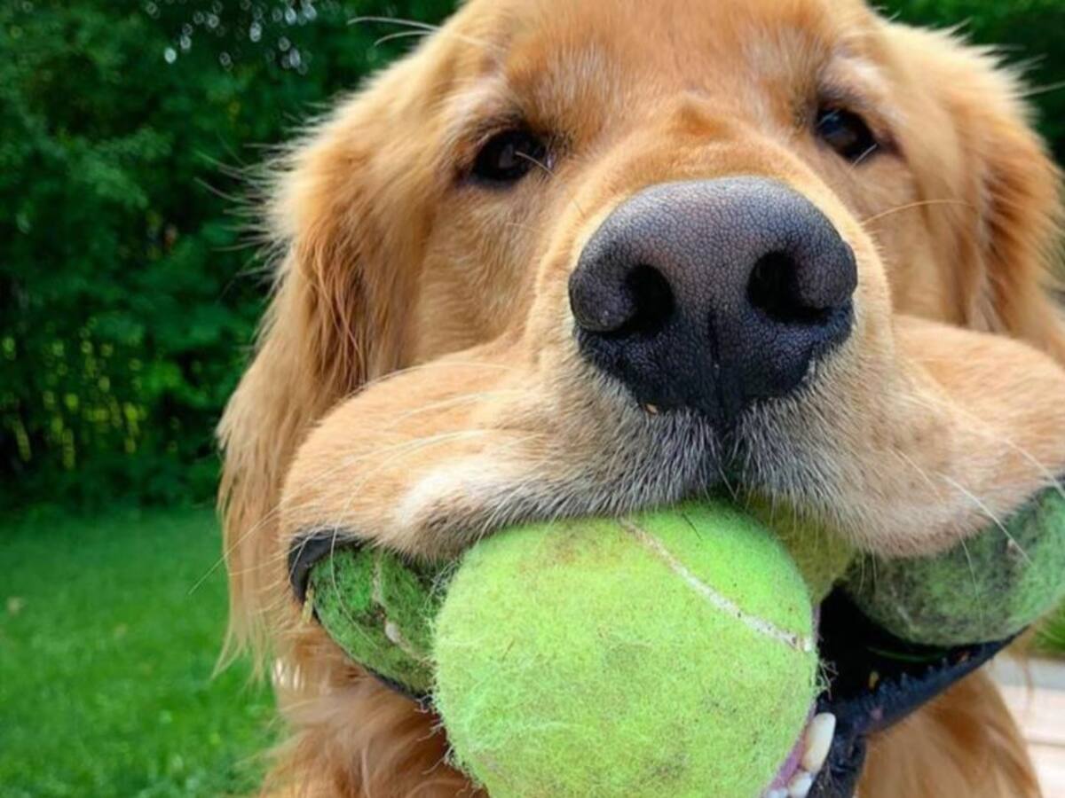Perro rompe Récord Guinness por increíble habilidad en su hocico