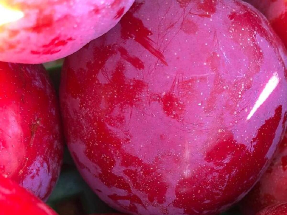 Altas temperaturas afectan producción de ciruelas en Boyacá