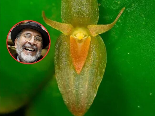 La orquídea crece en bosques montanos de los departamento de Boyacá y Santander