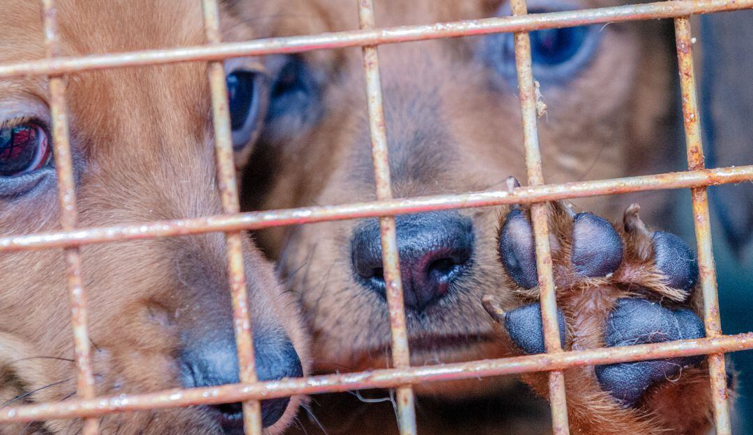 Dos años pasarían en la cárcel personas involucradas en maltrato animal