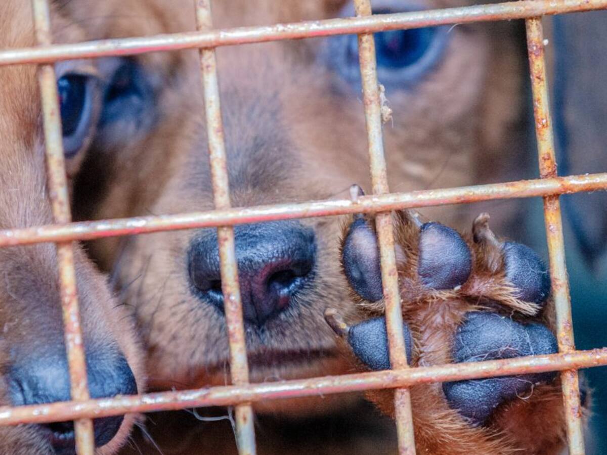 Dos años pasarían en la cárcel personas involucradas en maltrato animal