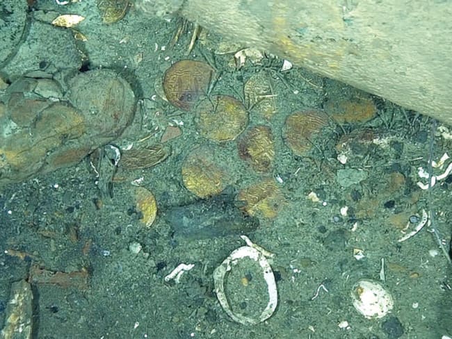 Principal dueño es la humanidad: autor del libro ‘Neptune’s Fortune’ sobre tesoro del Galeón San José