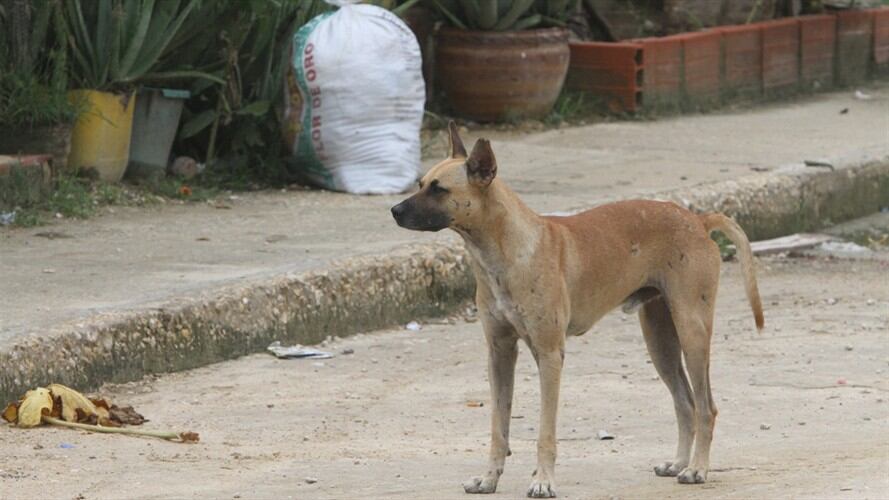 El sujeto enfrenta cargos por crueldad animal.. Foto: Colprensa