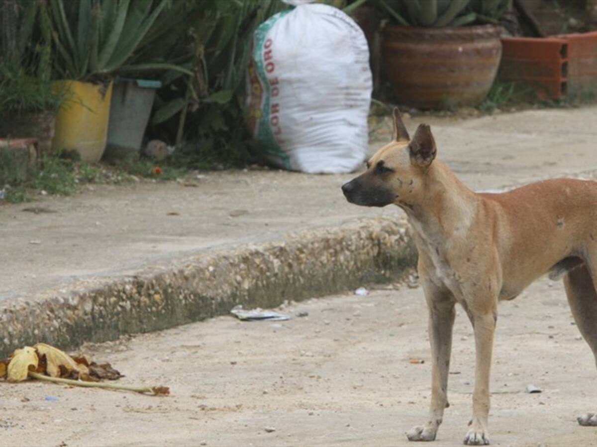 Detienen a un hombre que intentó comerse un perro