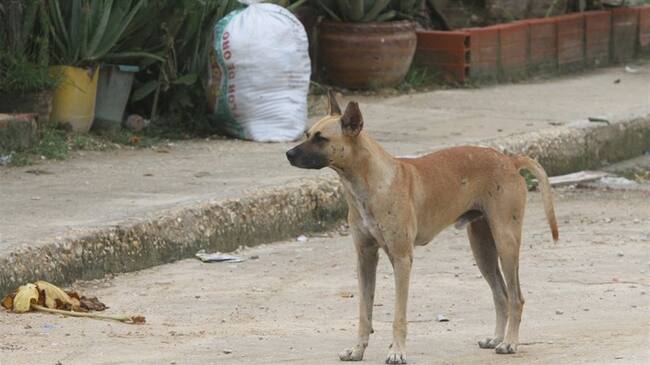 El sujeto enfrenta cargos por crueldad animal.. Foto: Colprensa