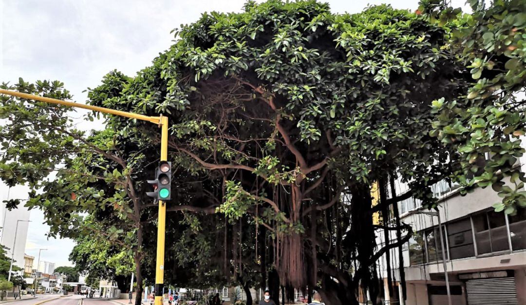 Según la fundación Verde que te quiero Verde, los árboles de la avenida Venezuela no tienen poda de control y están a punto de desplomarse