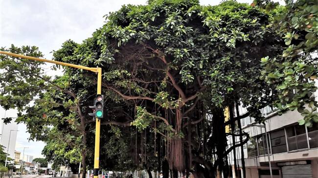 Según la fundación Verde que te quiero Verde, los árboles de la avenida Venezuela no tienen poda de control y están a punto de desplomarse