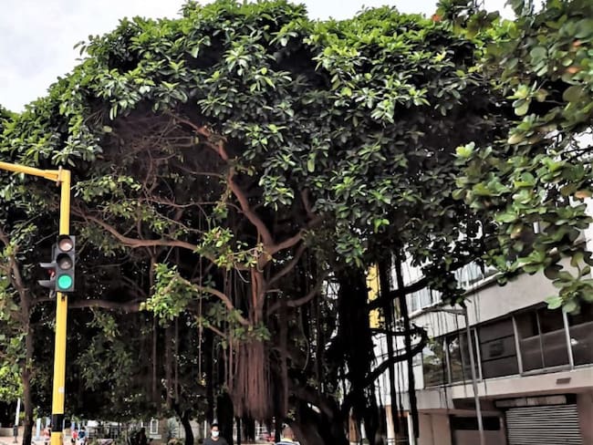 Según la fundación Verde que te quiero Verde, los árboles de la avenida Venezuela no tienen poda de control y están a punto de desplomarse