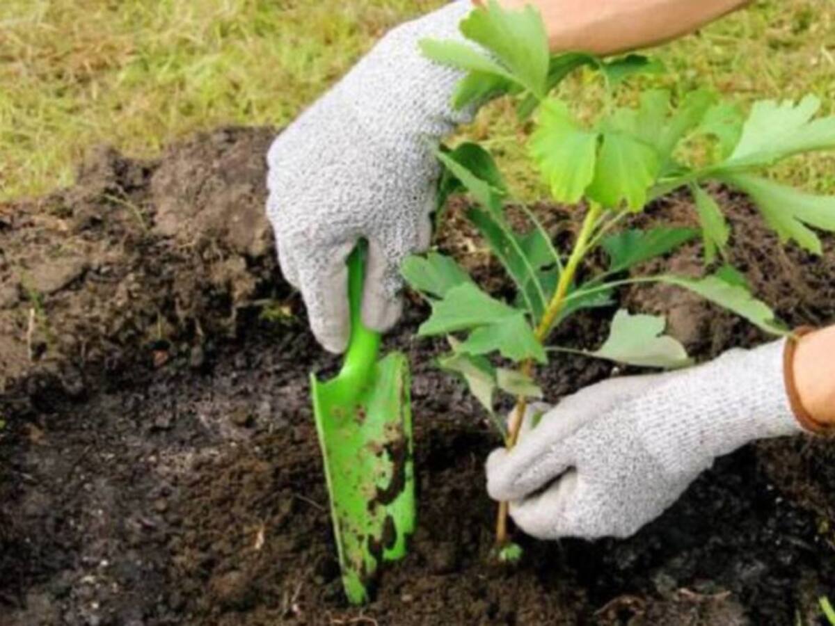 Cerca de 500 árboles fueron sembrados en Pereira
