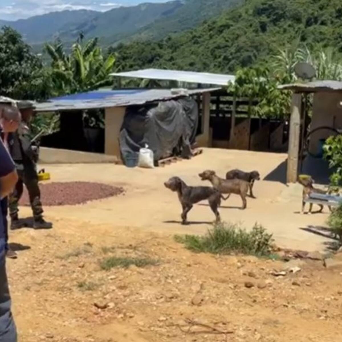 8 días después no se sabe del paradero de los perros que le causaron la muerte a un niño