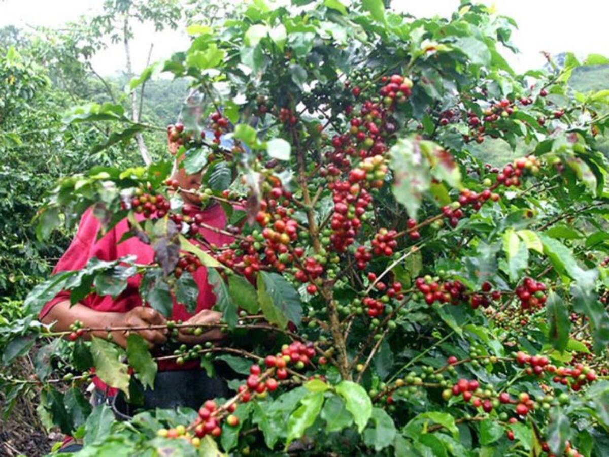 Antioquia le apuesta a la reactivación del sector café