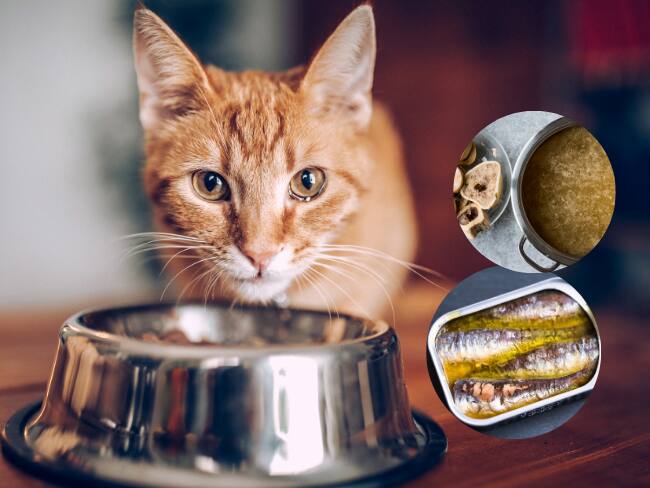 Recetas de comida casera para su gato: ¿Cómo prepáralas y cuáles son sus beneficios? Fotos tomadas de canva