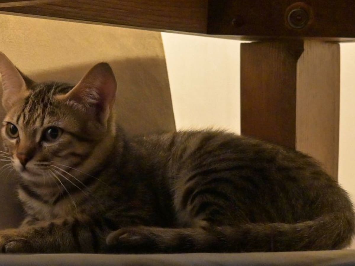 ¿Le falta una pata? La foto de un gato que está dando de qué hablar