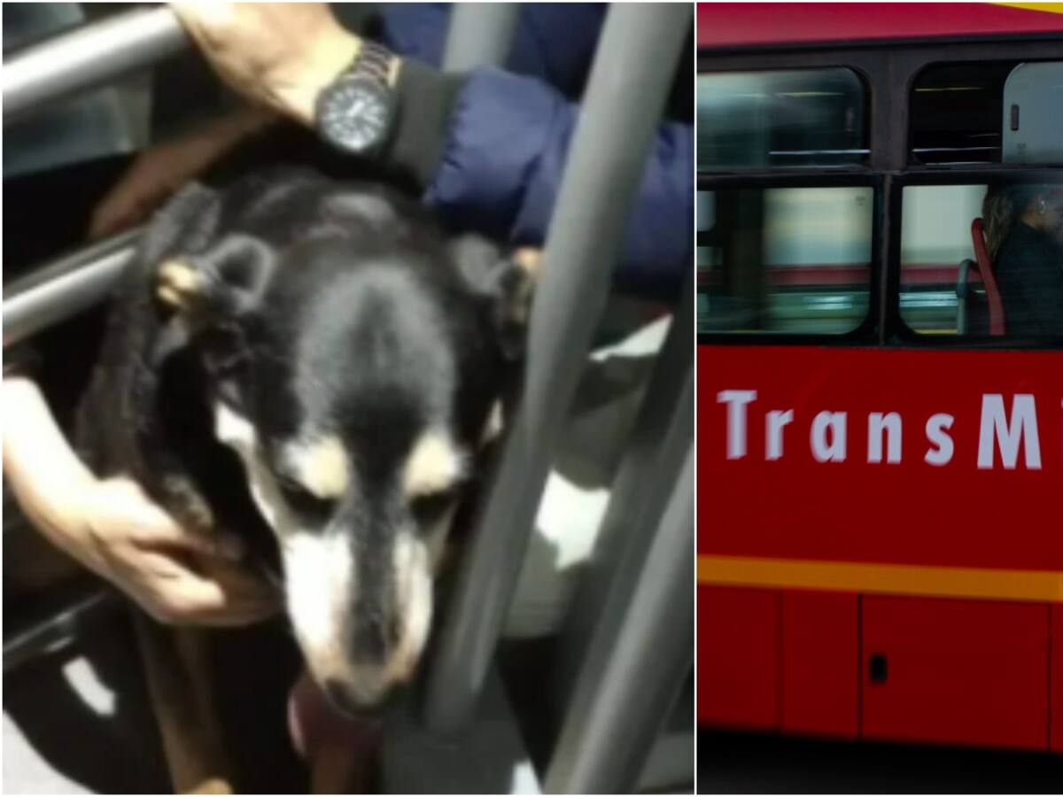 TransMilenio se pronuncia tras hecho de intolerencia por perrita atrapada en torniquete