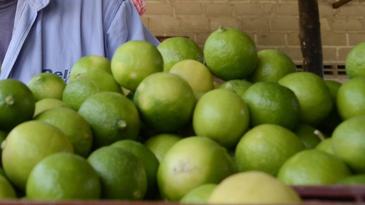 Impulsan cultivos de limón tahití en Tello, Huila