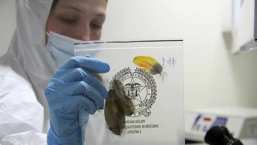 Se busca mejorar el manejo de los lugares en los que ocurren hechos criminales y la recolección de evidencias para garantizar investigaciones exitosas. Foto: Colprensa