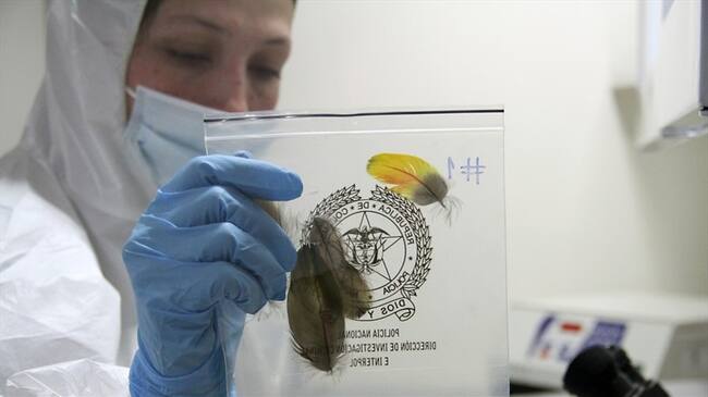 Se busca mejorar el manejo de los lugares en los que ocurren hechos criminales y la recolección de evidencias para garantizar investigaciones exitosas. Foto: Colprensa