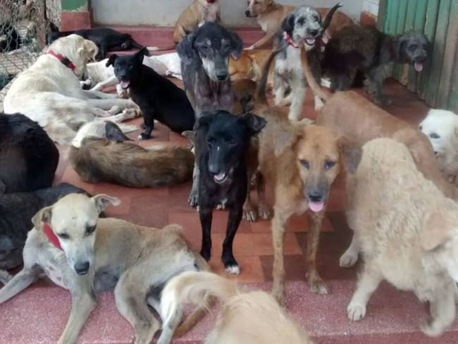 Fundación que rescata animales abandonados en Cartagena hace llamado a la solidaridad