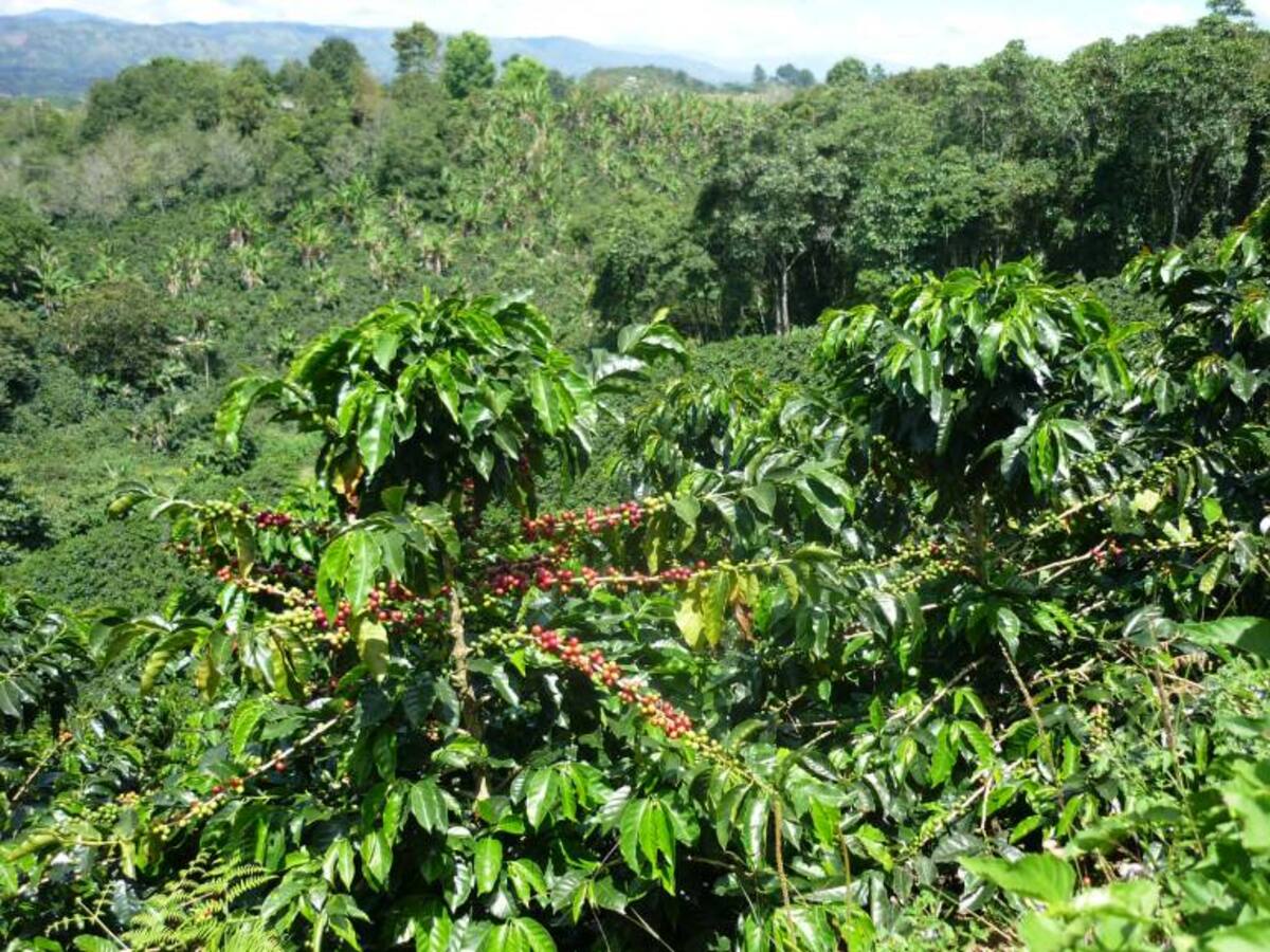 Agricultores del Valle están cambiando el cultivo de café por coca