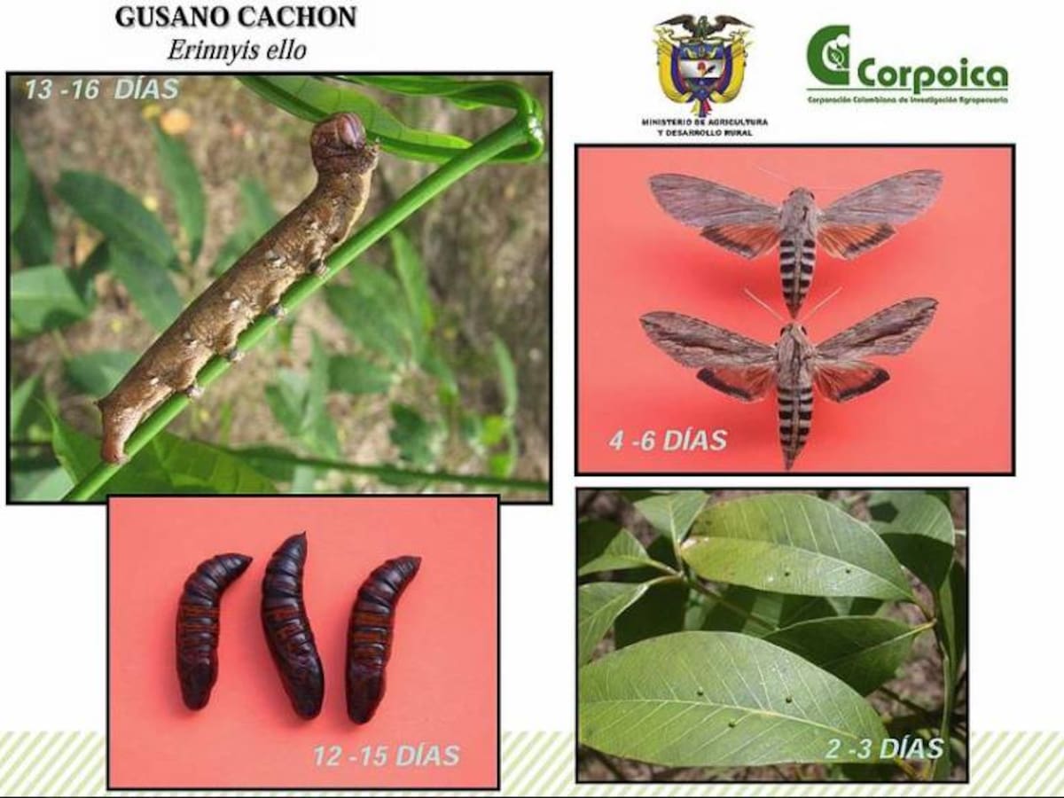 Cuidado con el gusano cachón