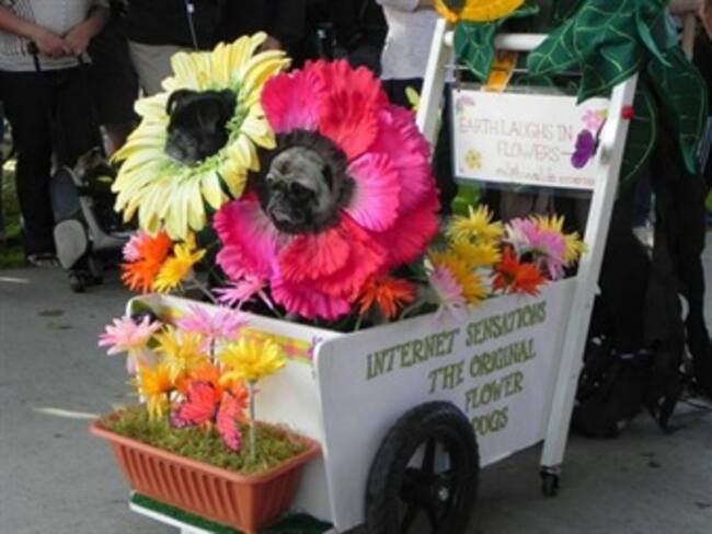 Desfiles y disfraces ahora también para mascotas