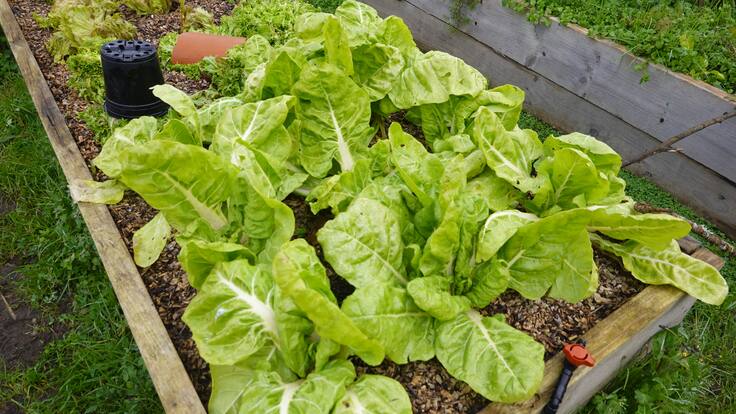 Cultivos orgánicos, una alternativa para que la mirada regrese al campo: comerciantes