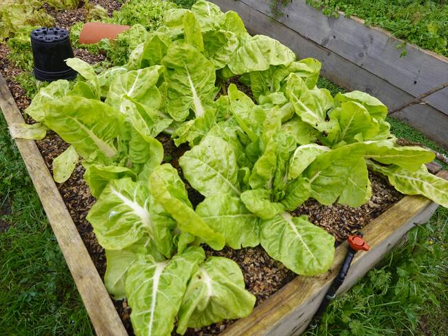 Cultivos orgánicos, una alternativa para que la mirada regrese al campo: comerciantes