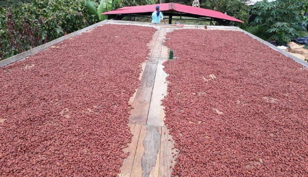 Productores de Cacao del Tolima