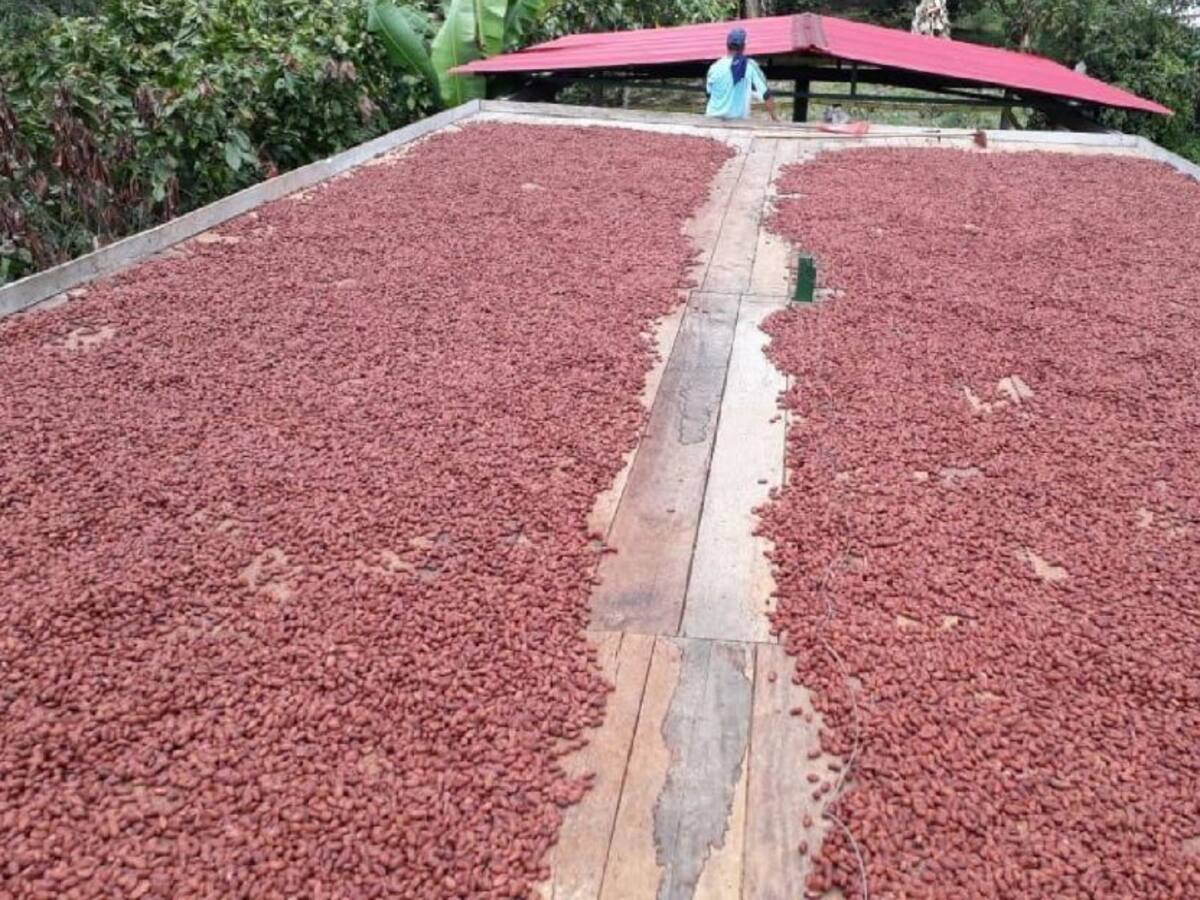Cacaoteros del Tolima buscan fortalecer sus procesos de comercialización