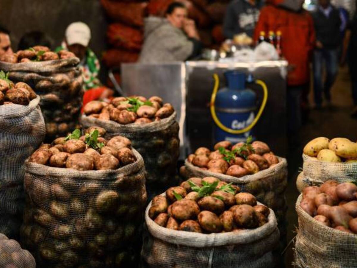 Producen nueva variedad de la papa en Ventaquemada, Boyacá
