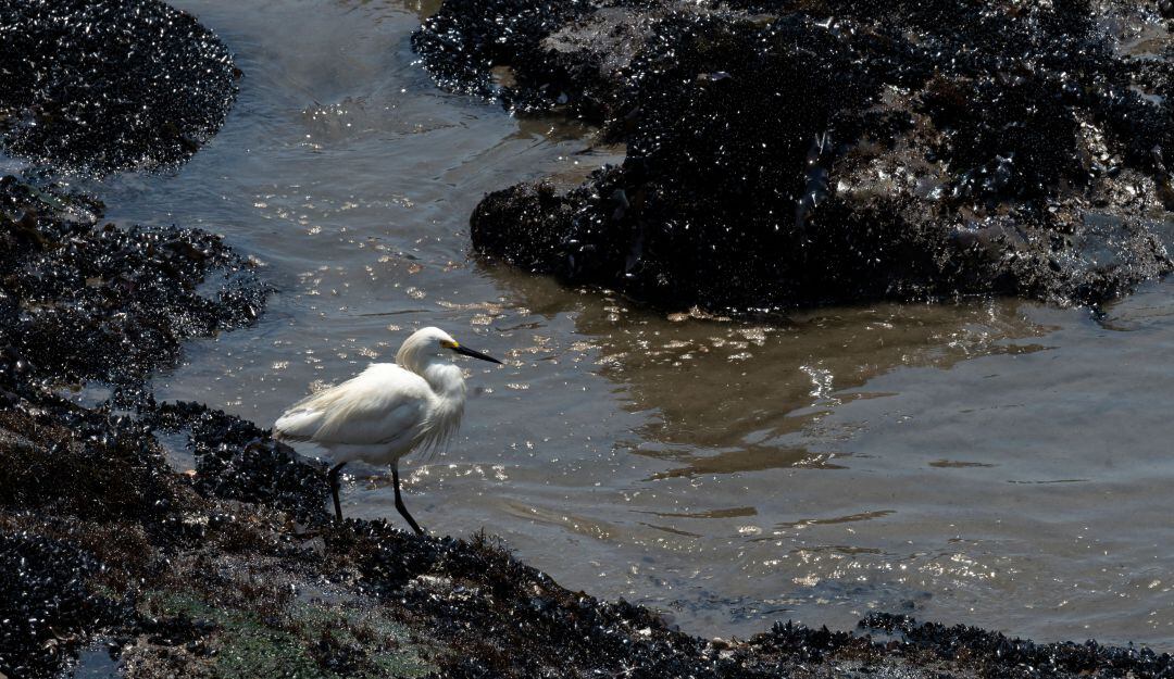 Derrame de petróleo en las costas de Perú.