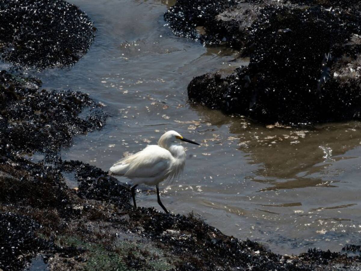 Perú exige reparación de daños por derrame de petróleo en su costa