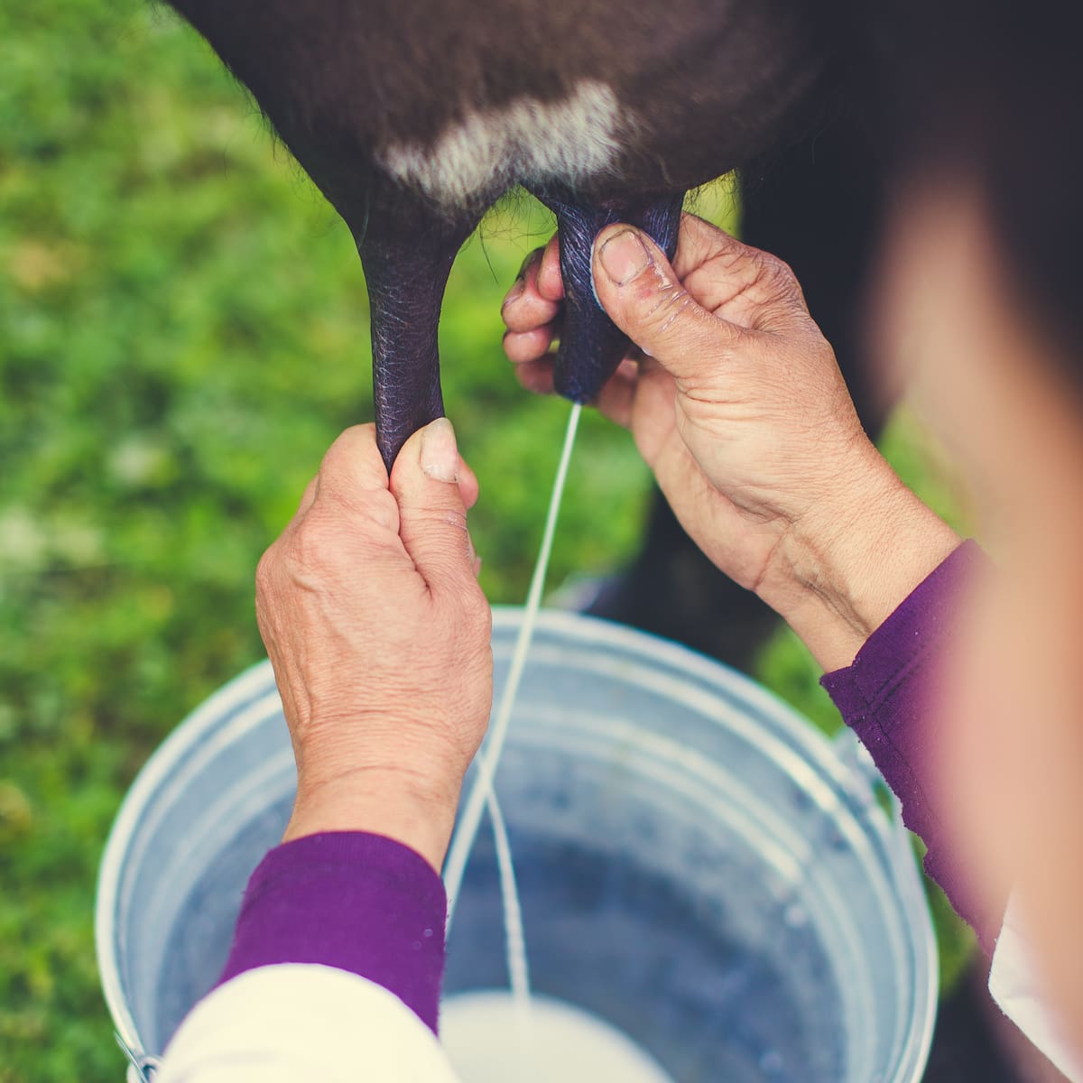 “Los costos están absorbiendo el aumento del precio”: Presidente de Fedegasan por precio de leche