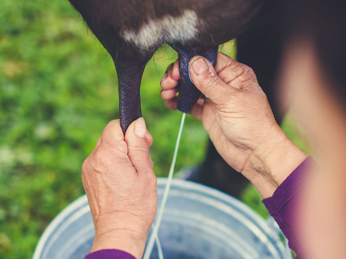 Ganaderos de Boyacá en alerta por salida de Gloria Foods del negocio lácteo en Colombia