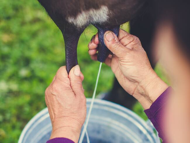 Ganaderos del Huila advierten afectaciones económicas por la entrada libre de leche en polvo importada.