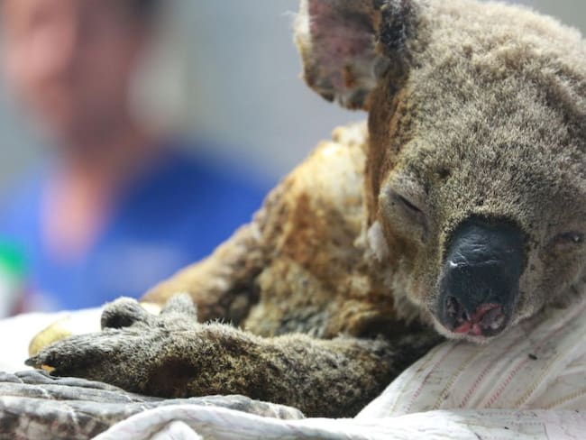 Muere la mitad de los koalas de Australia por incendios