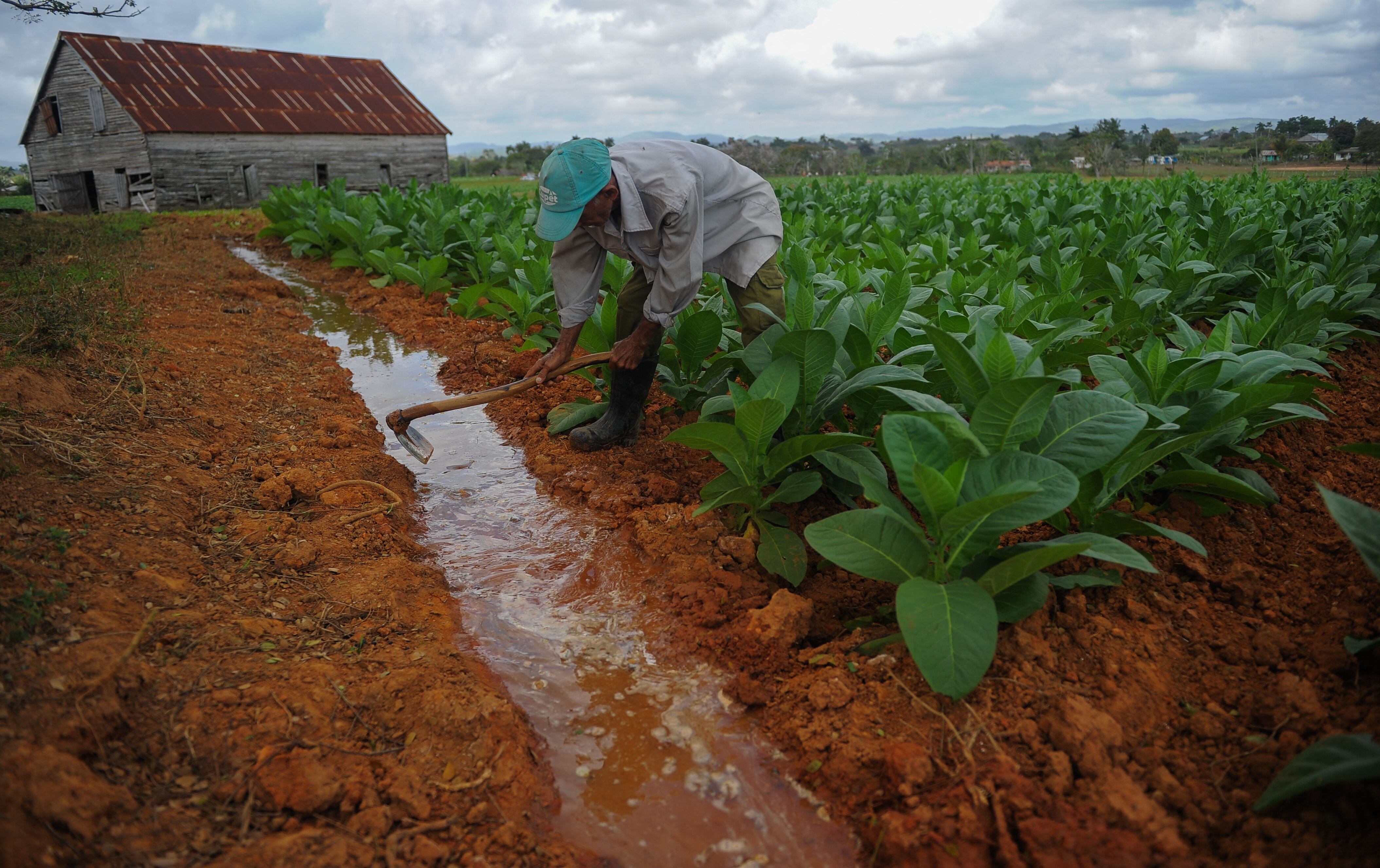 A farmer works at a tobacco plantation in San Juan y Martinez, Pinar del Rio Province, Cuba, on February 24, 2018. Cuba will hold the 20th edition of the Habanos Festival from February 26 to March 2. (Photo by Yamil LAGE / AFP) (Photo by YAMIL LAGE/AFP via Getty Images)